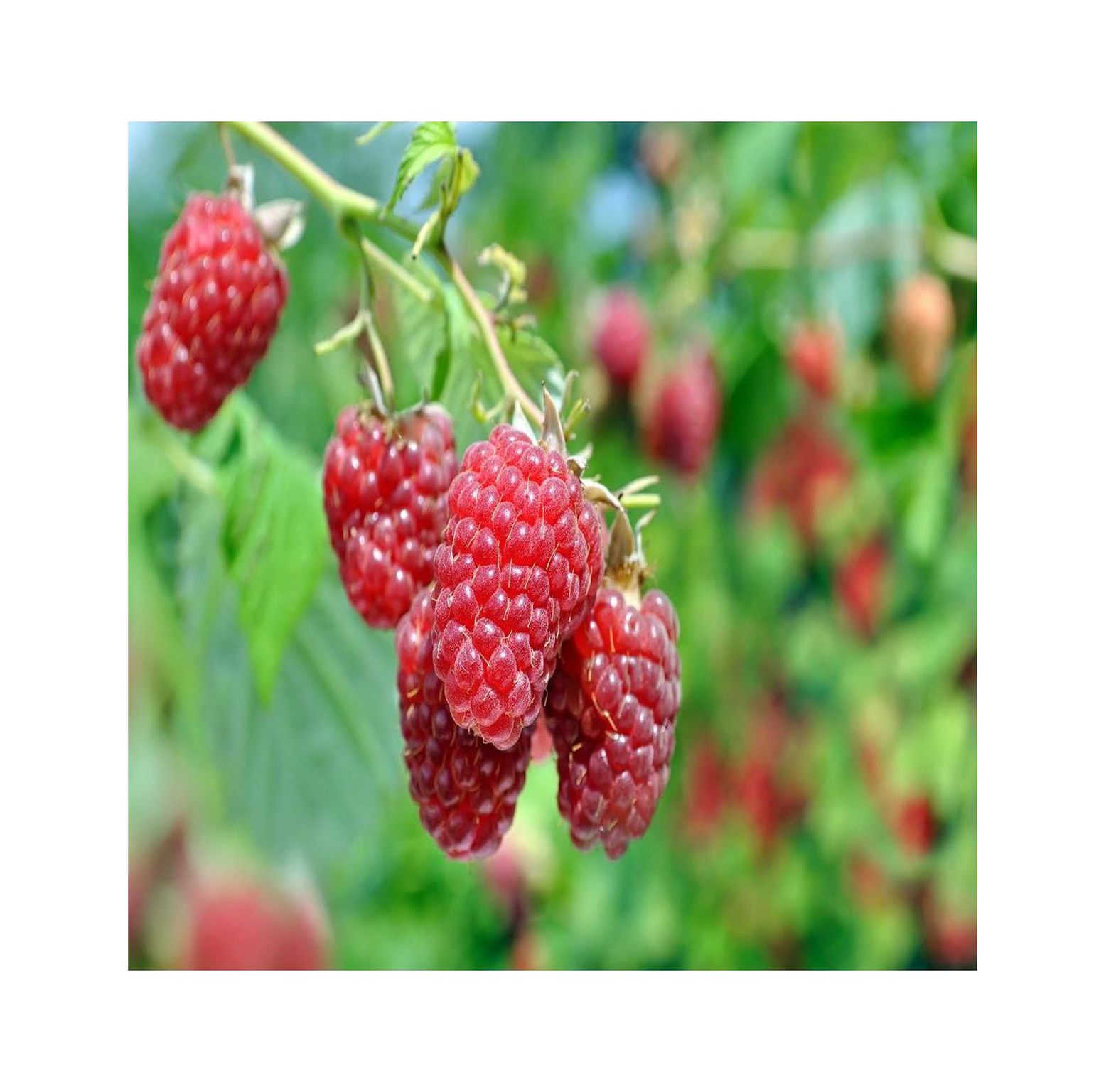 2 Red Raspberry Plant Everbearing All Natural Grown Ready for