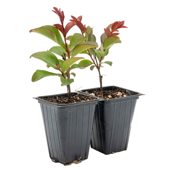 2 Red Rocket Crape Myrtle Trees – Fast-Growing Cherry-Red Flowering Tree for Hedges, Screens & Accents (Lagerstroemia indica ‘Red Rocket’) in 3.5″ Cubes, Live Plants