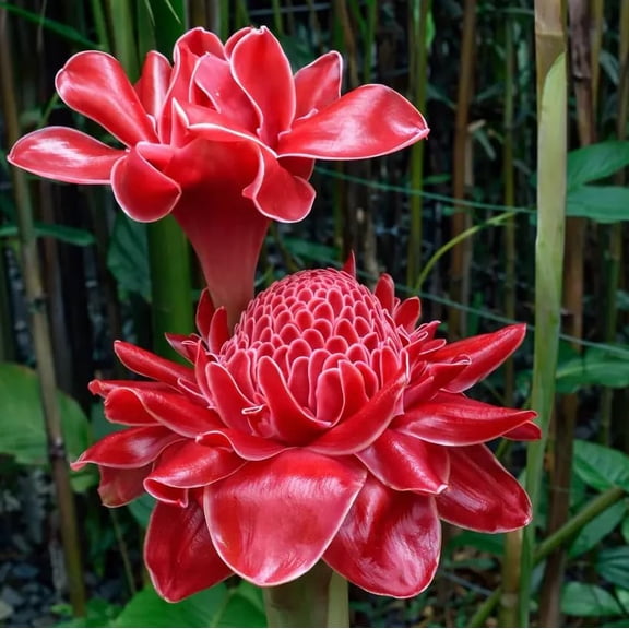 2 Red Torch Ginger Rhizomes Bare Roots 68 Inch Long, Etlingera elatior Live Tropical Ginger Plant for Garden & Landscape