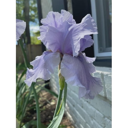 2 Rio Vista Iris Reblooming Bearded Iris - Iris Germanica Bareroot