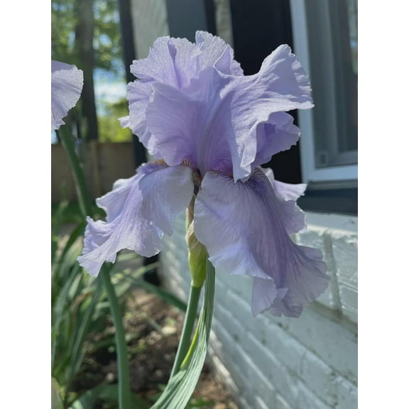 2 Rio Vista Iris Reblooming Bearded Iris - Iris Germanica Bareroot