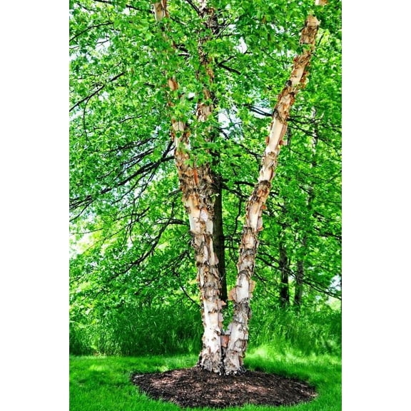 2 River Birch Tree Seedlings to Plant
