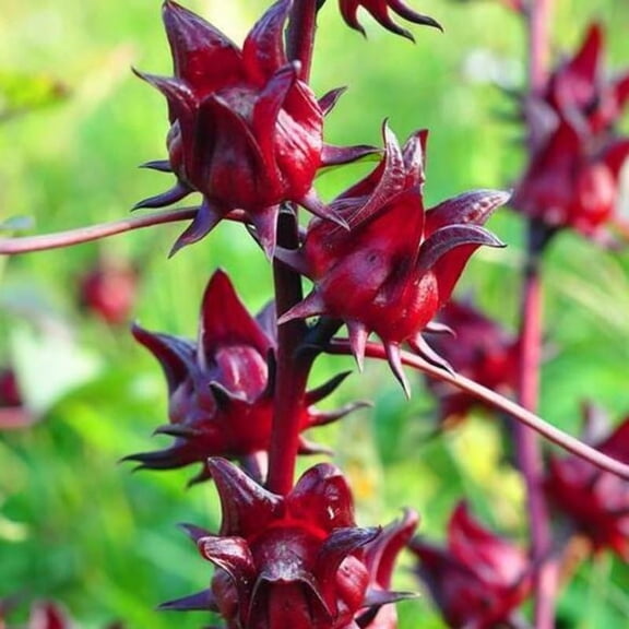 2 Roselle Hibiscus Plants Live For Planting, Red Sorrel Hibiscus Live Plant 4 To 8 Inch Height, In 4 Inch Pot