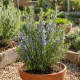 thumbnail image 1 of 2 Rosemary Plants Live, Cold Hardy Rosemary Plants for Planting, Fragrant Herb Plant, 3-6 Inches Tall, 1 of 5