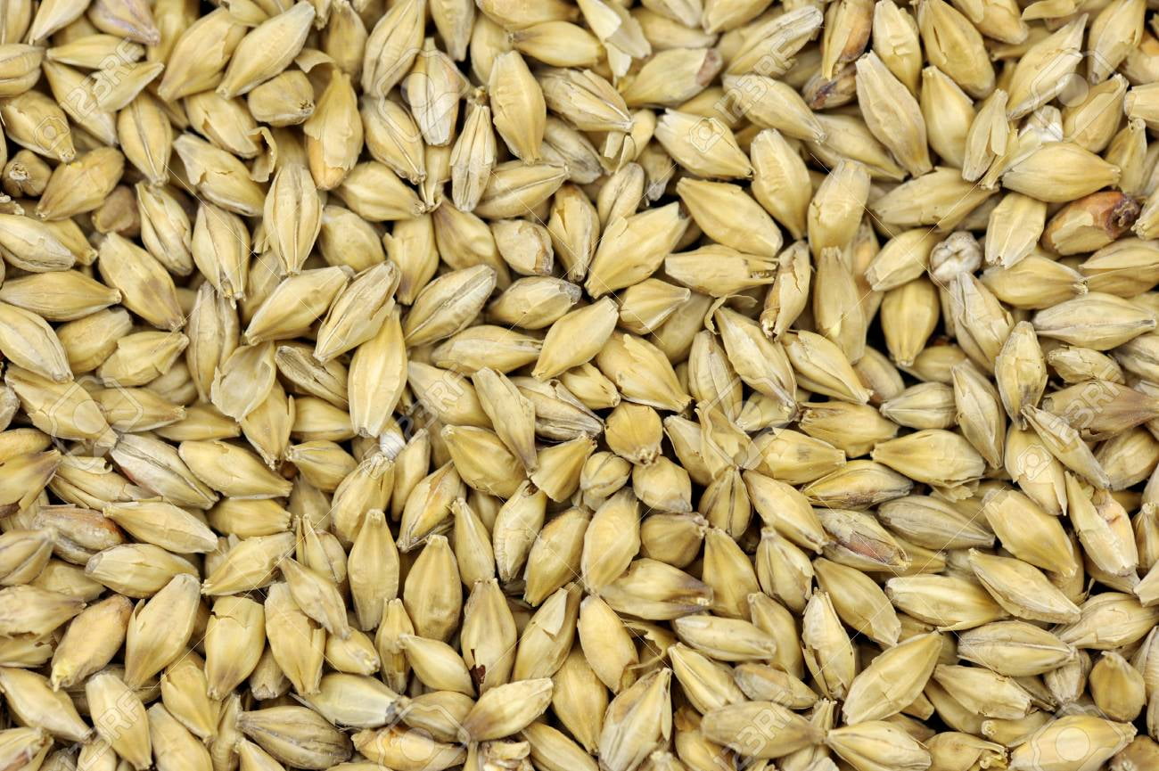 2Row Brewers Malt For Home Brewing Whole Grain 10lbs