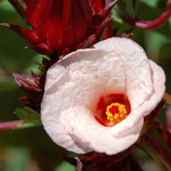 2 Sabdariffa Roselle Hibiscus Plants Live 4-8 Inch Height, In 4 Inch Container, Jamaican Sorrel Red Hibiscus Flowers Seedlings
