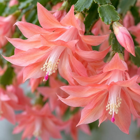 2 Salmon Thanksgiving Christmas Cactus Plants Live Holiday Cactus Plant Winter Bloom Flowers Plant 3"Pot