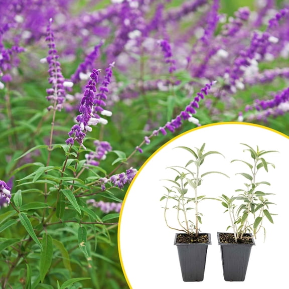 2 Santa Barbara Mexican Sage Plants in 3.5" Cubes | Live Perennial Shrub with Purple Blooms | Aromatic Evergreen for Pollinator Landscaping, Pots & Gardens (Salvia leucantha 'Santa Barbara')