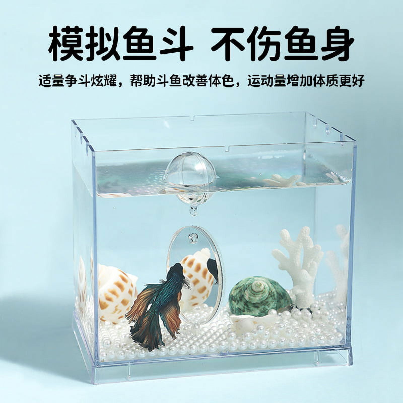 Betta Fish