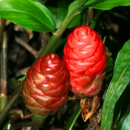 2 Shampoo Ginger Plants Live, Awapuhi Plant, Bitter Ginger Plant for Outdoor Planting, 1 Year Old Shampoo Ginger Plants