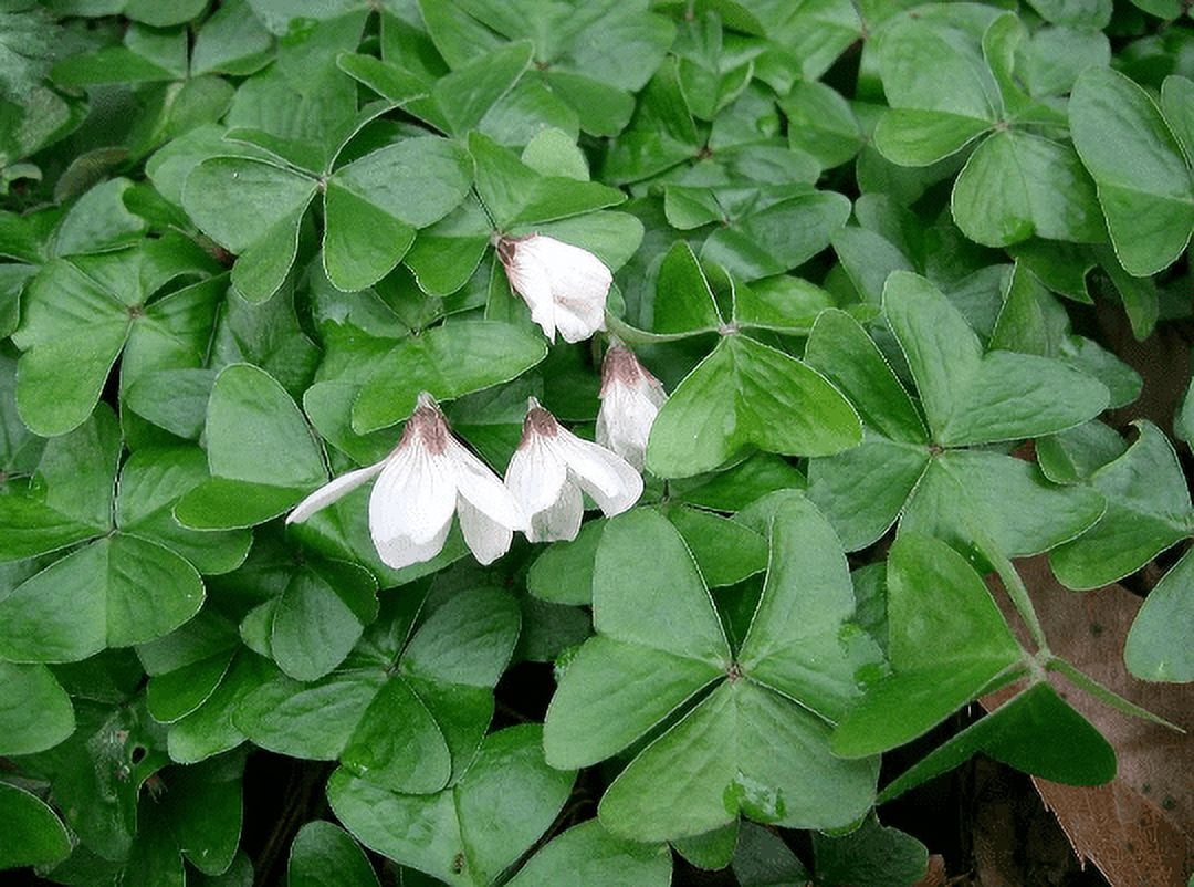 2 Shamrock Plants - Easy Houseplant - Oxalis - 4" Pot