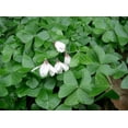 thumbnail image 1 of 2 Shamrock Plants - Easy Houseplant - Oxalis - 4" Pot, 1 of 2