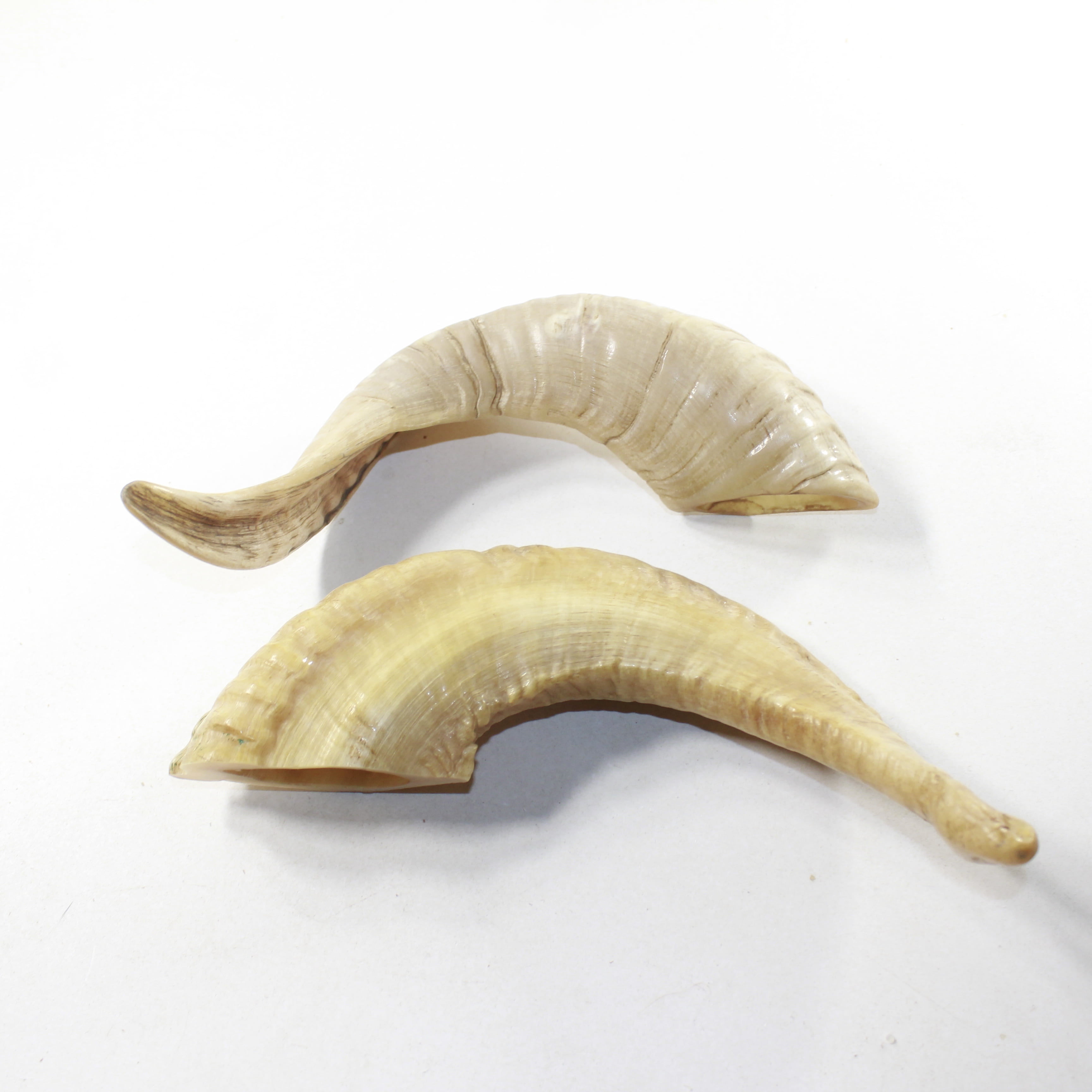 2 Sheep Horn  #023-2 Natural Colored Polished Ram Horns
