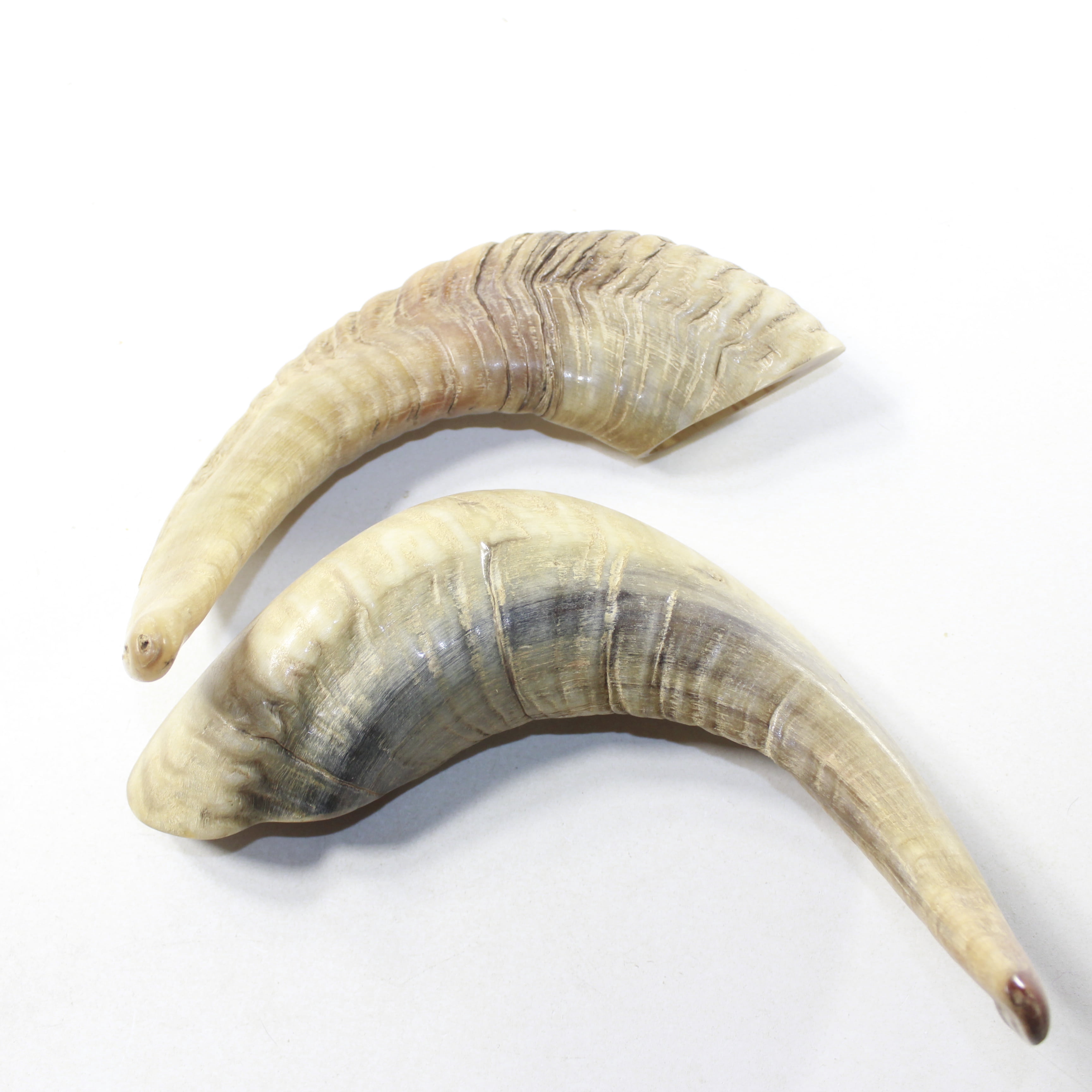 2 Sheep Horn  #113-2 Natural Colored Polished Ram Horns