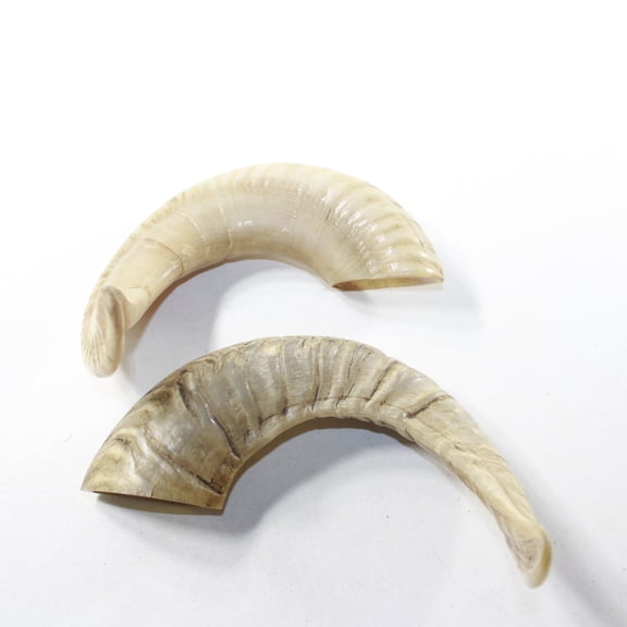 2 Sheep Horn #2438 Natural Colored Polished Ram Horns