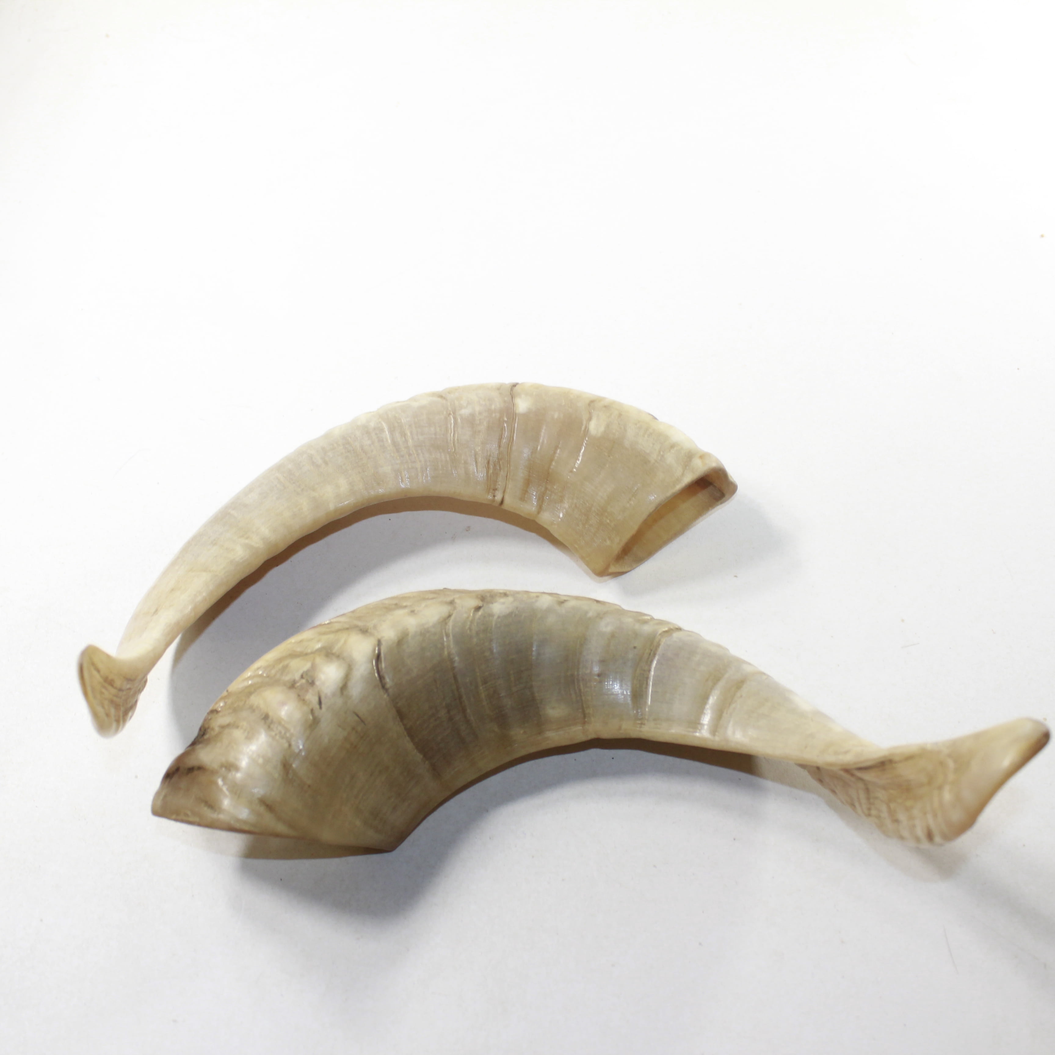 2 Sheep Horn  #8138 Natural Colored Polished Ram Horns