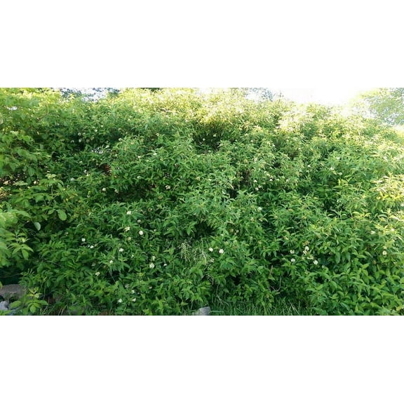 2 Silky Dogwood Trees Bareroot 18-30 inches