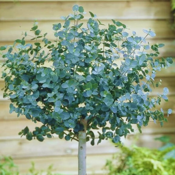 2 Silver Dollar Eucalyptus Live Plants, Live Eucalyptus Plants, Eucalyptus Plants Live, Live Eucalyptus Trees, Live Eucalyptus Plants Indoor