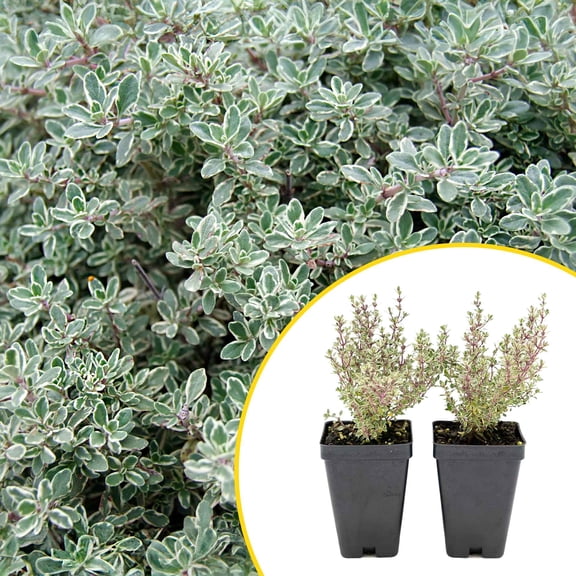 2 Silver Thyme Plants in 3.5 Cubes | Live Aromatic Evergreen Culinary Herb with Variegated Foliage | Fast-Growing Perennial Shrub for Cooking, Landscaping & Containers (Thymus vulgaris Argenteus)