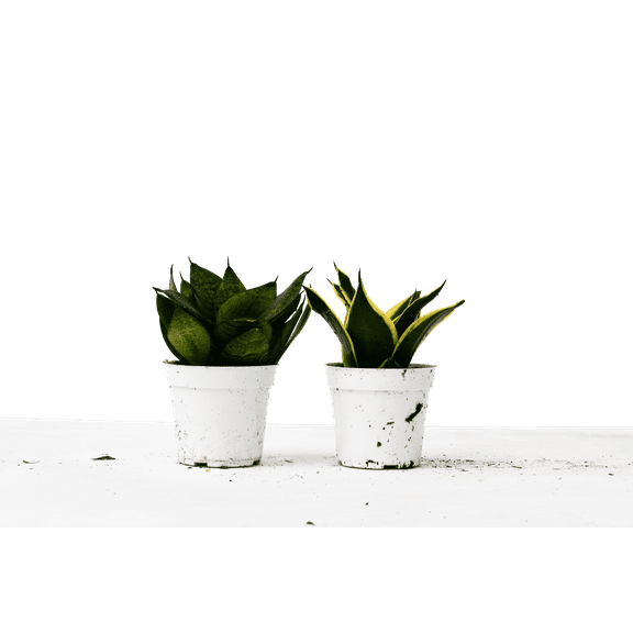 2 Snake Plant Variety (Sansevieria) / 4" Pot / Live Plant