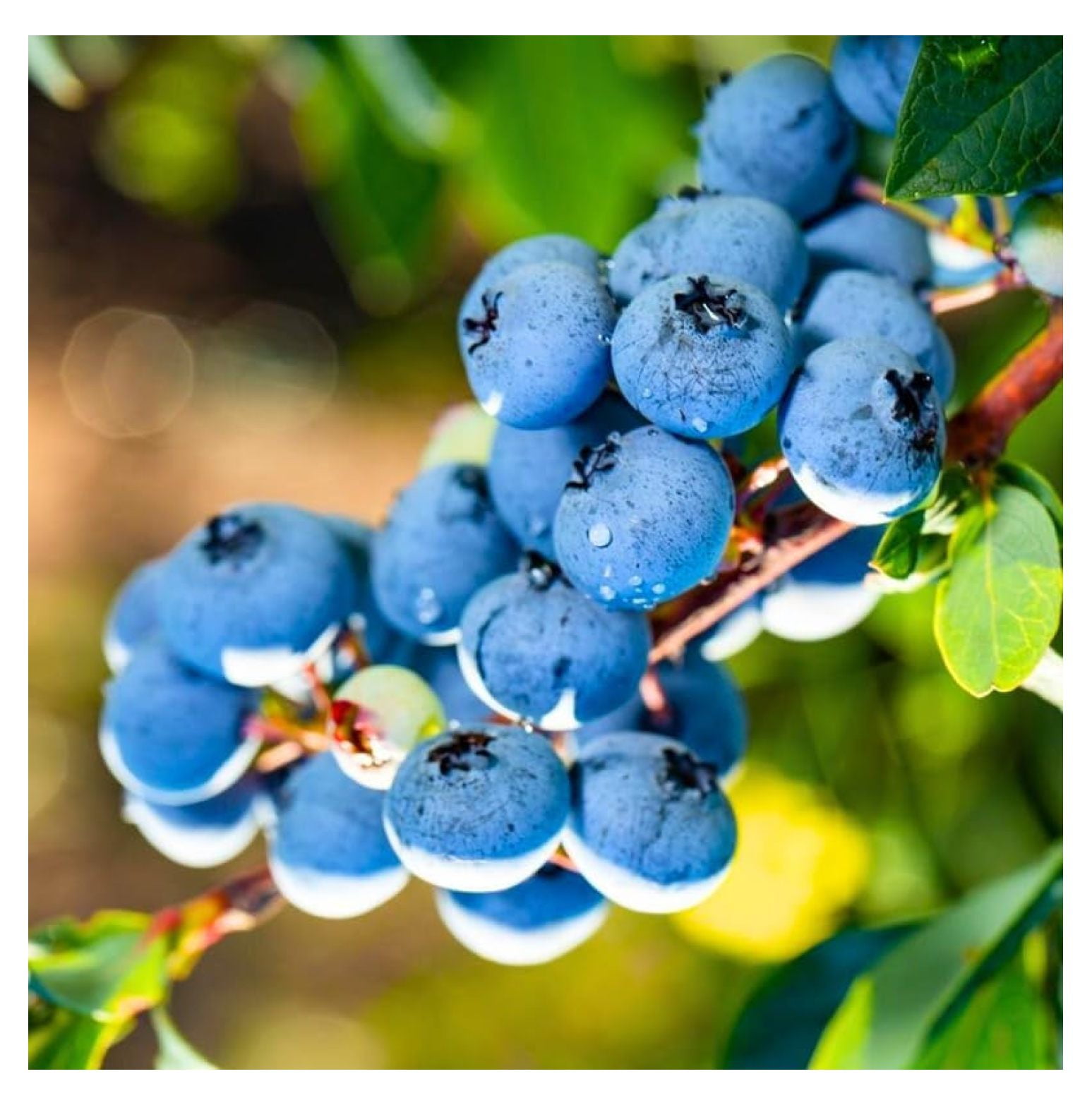 2 Southern Highbush Blueberry Plants Live 5 to 8 Inches Tall, Sweet Jewel Blueberry Trees