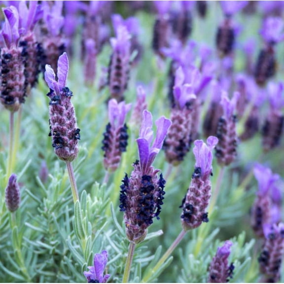 2 Spanish Lavender Plants Topped Lavender Seedlings, Fragrant Lavandula Stoechas Plant, 4-6"Tall, No Pot