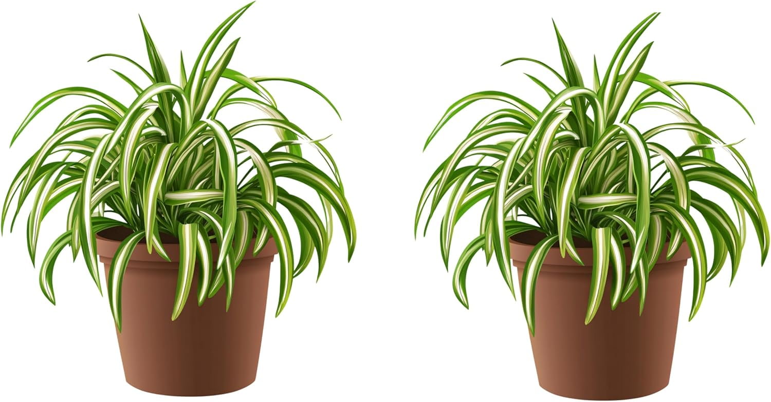 sansevieria scientific name Sansevieria zeylanica 'Bowstring Hemp' main image 0