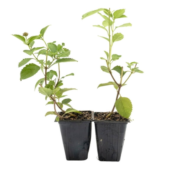 2 Spreading Sunset Lantana in 3.5" Nursery Cubes | Lantana ‘Spreading Sunset’ | Orange & Yellow Flowering Shrub for Borders & Containers | Ready-to-Plant Live Starter Plants