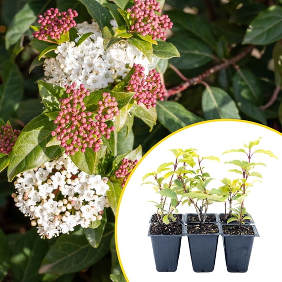 2 Spring Bouquet Viburnum Plants in 3.5" Cubes | Live Evergreen Shrub with Fragrant Pink-White Flowers | Landscape Plant for Hedges, Borders & Containers (Viburnum tinus 'Spring Bouquet')