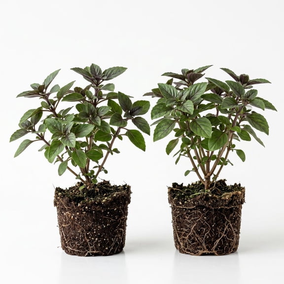 2 Starter African Blue Basil Plants Ocimum Basilicum Well Rooted, Sweet Basil Herb Plant 3-6"Tall, No Pot