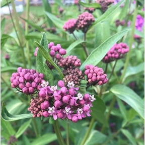 2 Starter Milkweed Plants Live Purple Milkweed Flowers Asclepias Purpurascens Plant for Monarch Butterflies, 4-6"Tall, No Pot