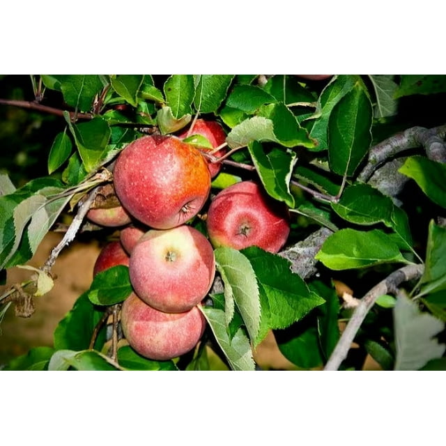 2 Stayman Winesap Apple Trees Bareroot 23 feet tallSweet, Spicy FruitBears in 25 Years