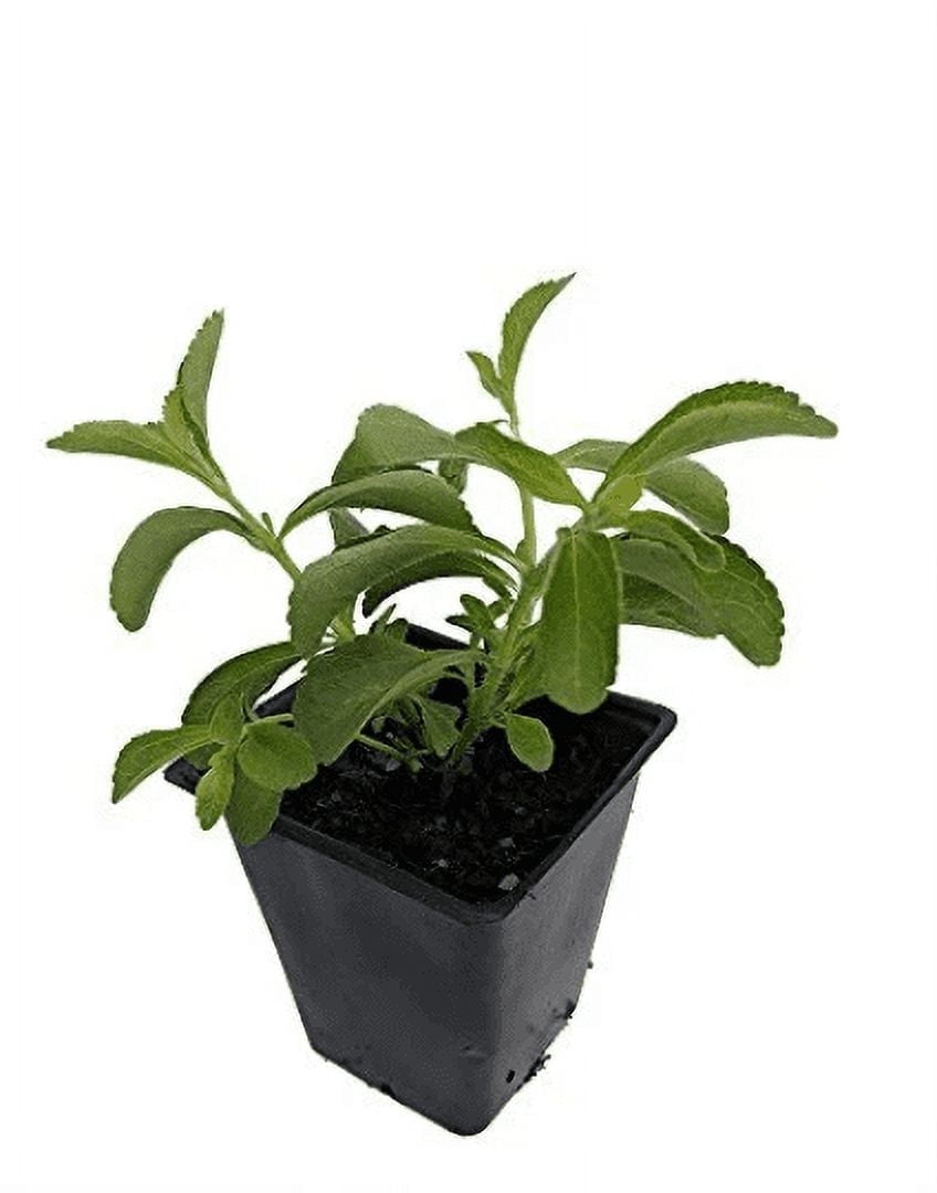 2 Stevia crenata Plant Herb Hardy Established Perennial - 4" Potted 1 Plant
