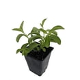 thumbnail image 1 of 2 Stevia crenata Plant Herb Hardy Established Perennial - 4" Potted 1 Plant, 1 of 3