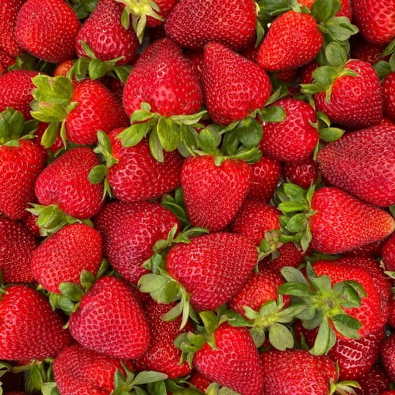 2 Strawberry Plants Live, Sweet Strawberry Fruit Live Plant in 2'' Pot, 4-6 Inc Tall, Outdoor Planting