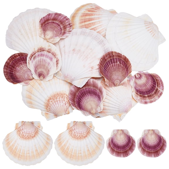 2 Styles Shell Scallop Shape Mixed Color 50~130mm 12pcs/set