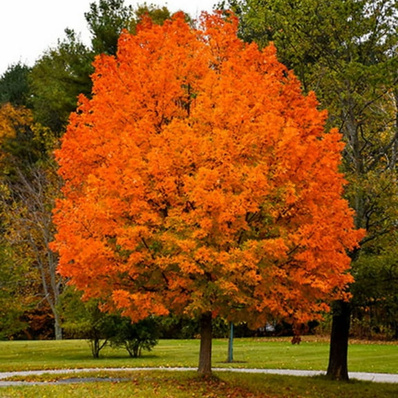 2 Sugar Maple Tree Seedlings for Planting