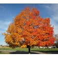 thumbnail image 1 of 2 Sugar Maple Trees Bareroot 18-30 inches, 1 of 4