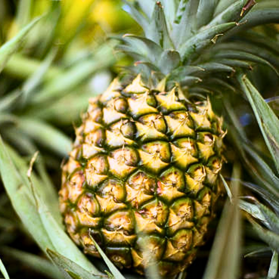 2 Sugarloaf Pineapple Plants Live, 4-8 Inc Tall, Pineapple Fruit Trees Live Plants, Pineapple Seedlings