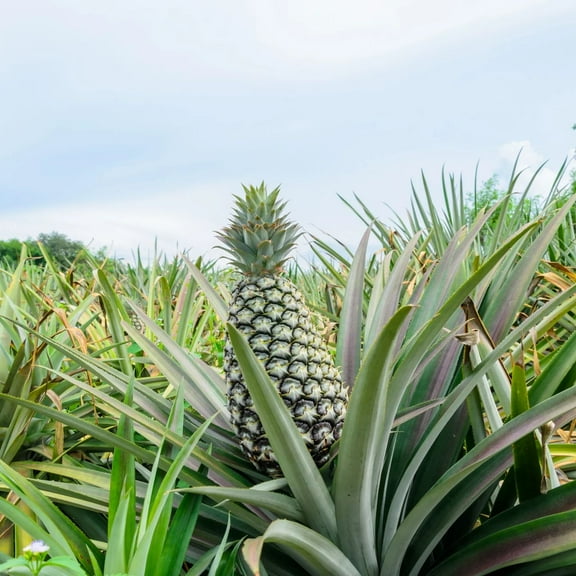 2 Sugarloaf Pineapple Plants Live to Grow 4 to 8 Inch Tall, Sweet Pineapple Fruit Tree Live Plant for Outdoor