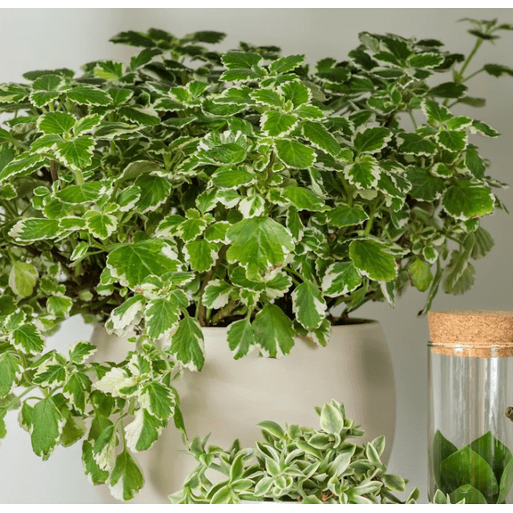 2 Swedish Ivy Aurea Variegated Plants Live for Planting Indoor Outdoor 4-8 Inch Tall, Plectranthus Swedish Ivy Mint Herbs Starter Plants