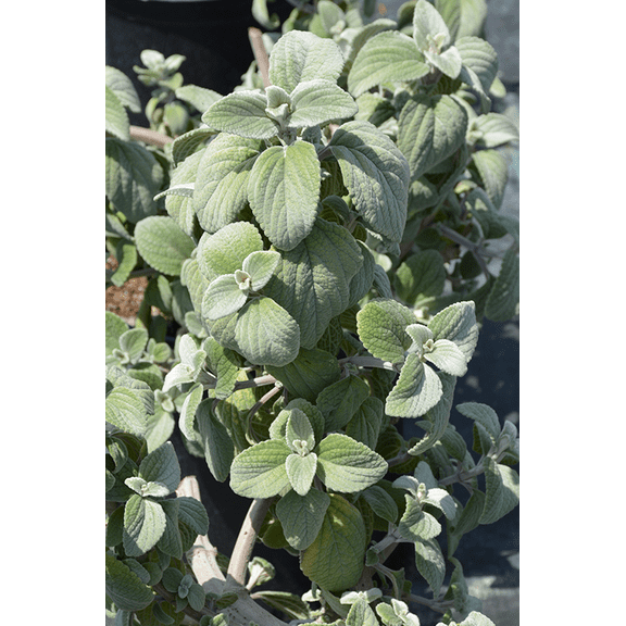 2 Swedish Ivy Silver Plants Live for Planting Indoor Outdoor,  4-6" Tall in 2 Inc Pot, Swedish Ivy Mint Herb Plants, Live Swedish Ivy Houseplants