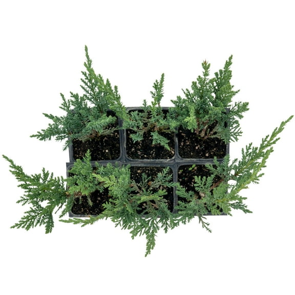 2 Tamarix Juniper Live Plants – Juniperus Sabina ‘Tamariscifolia’ in 3.5” Nursery Cubes, Dense Low-Maintenance Evergreen Shrub for Landscaping & Ground Cover