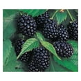 2 Thornless BlackBerry Plants, Organically Grown, Best in Zone 59