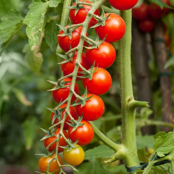 2 Tomato Plants in Pot, Cherry Tomato Plant, Heirloom Vegetable Plants Live for Planting Outdoors Garden