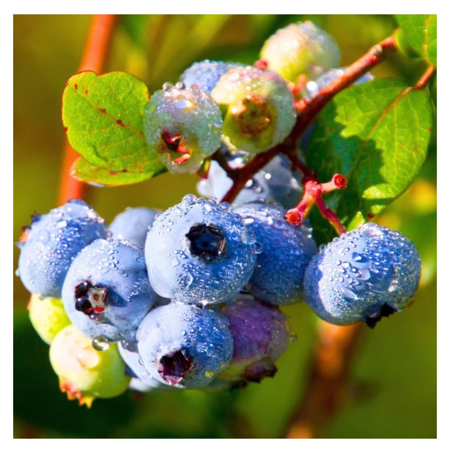 2 Top Hat Blueberry Plants, Blueberry Tree Live Plant, Blueberry Shrub