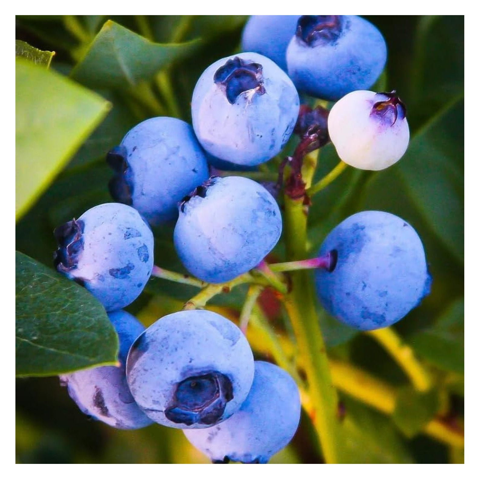2 Top Hat Blueberry Plants Live, Blueberry Trees Live Plant, Blueberry