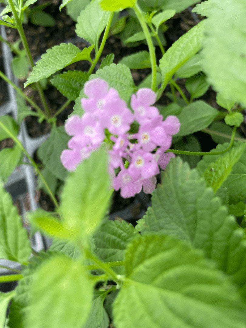 2 Trailing Lavender Lantana Camara Flowers-Natural Mosquito Repellant Garden-Attract Hummingbirds & Butterflies 3.5 in Pot