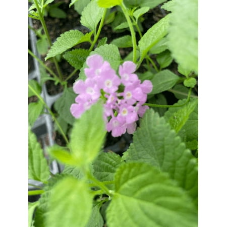 2 Trailing Lavender Lantana Camara Flowers-Natural Mosquito Repellant Garden-Attract Hummingbirds & Butterflies 3.5 in Pot
