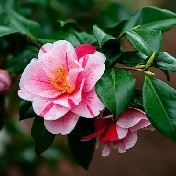 2 Tri Color Camellia in 4 inch pot *Cold and Heat Sensitive* Cannot Ship Out of the USA